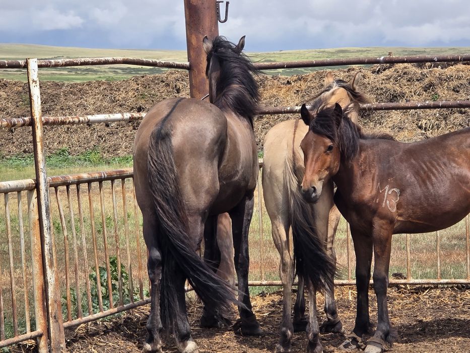 2022ж полутяж дөнен сатылады