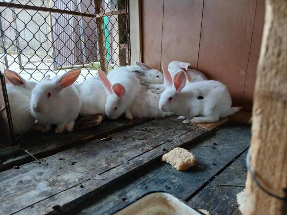 Кролики. Самцы самки