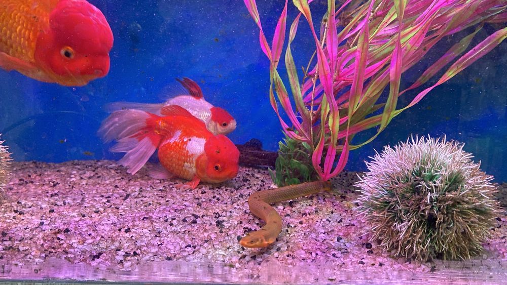 Продам взрослых золотых рыбок