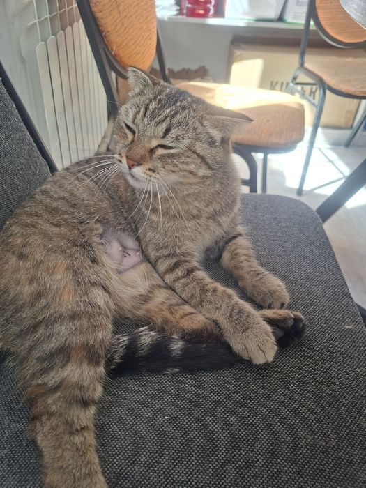 Кошка вислаушка стерилизована