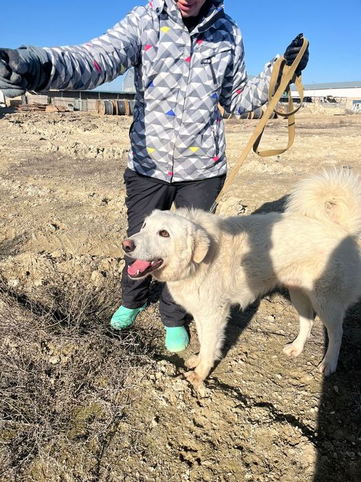 Собаки  животные