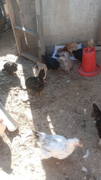 Продам куры и цесарьку