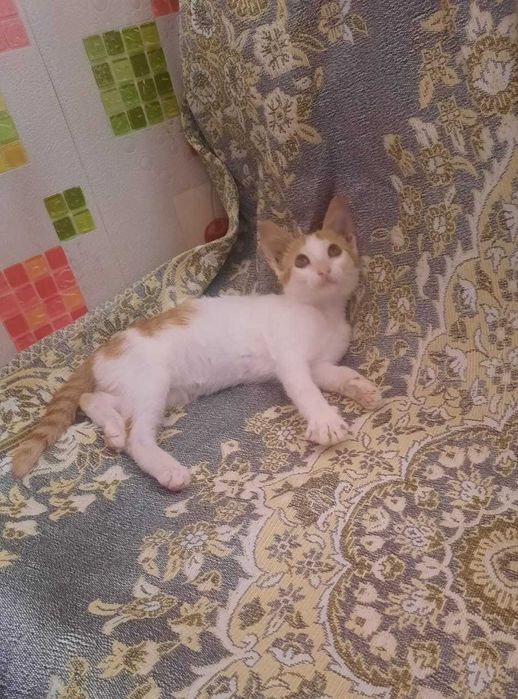 Отдам котёнка в добрые руки