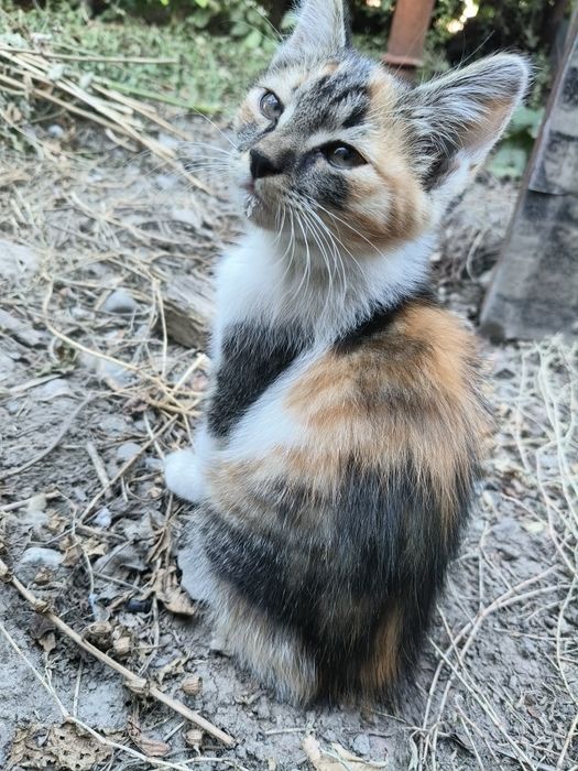 Отдам даром котенка