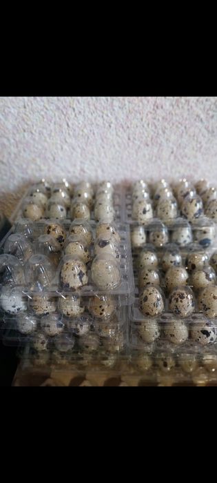 Продавам пъдпъдъци и яйца пъдпъдъчи и кокоши