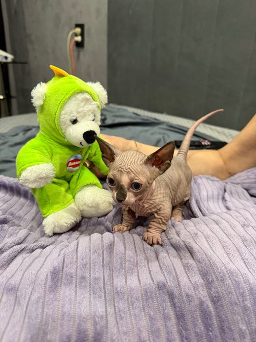 Котята очаровашки сфинкс бамбино