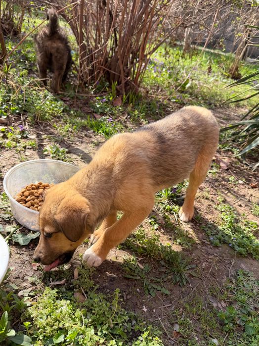 Щенки в добрые руки