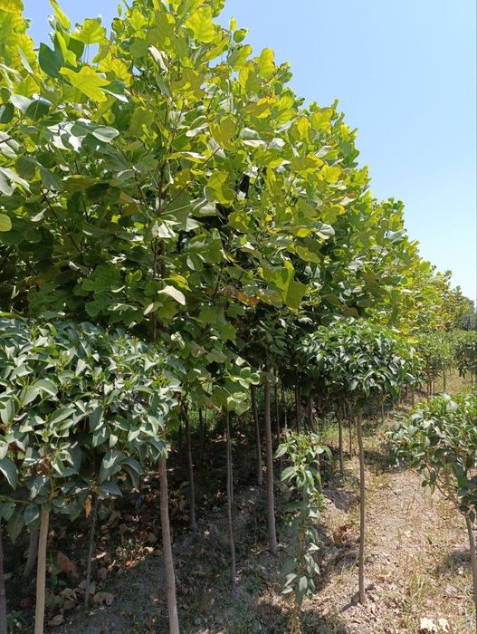 “Samarqand Agro Dizayn” kompaniyasi tomonidan Лоловое дерево (Lola dar