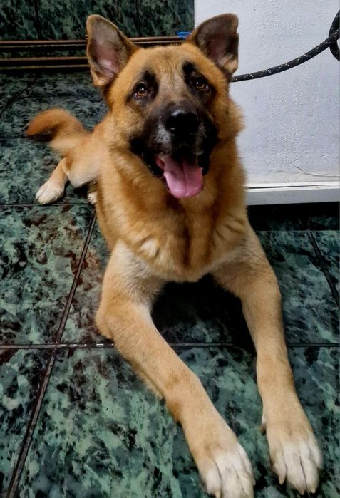 Ciobanesc German Mascul