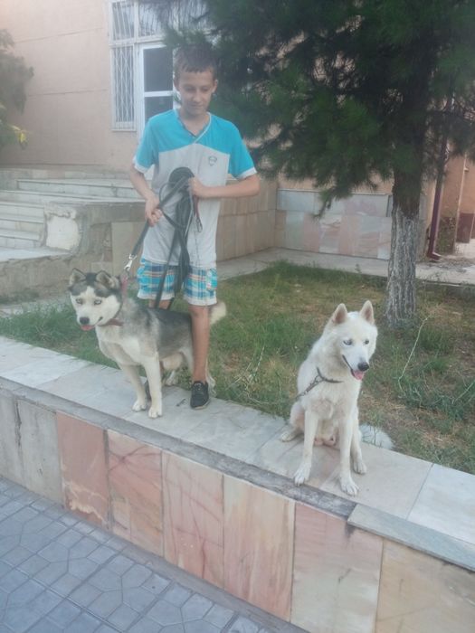 Щенки Хаски один месяц
