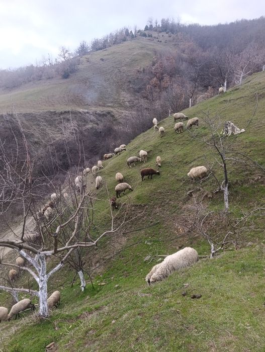 Продавам овце и агнета