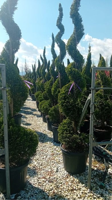 Seminte plante ornamentale