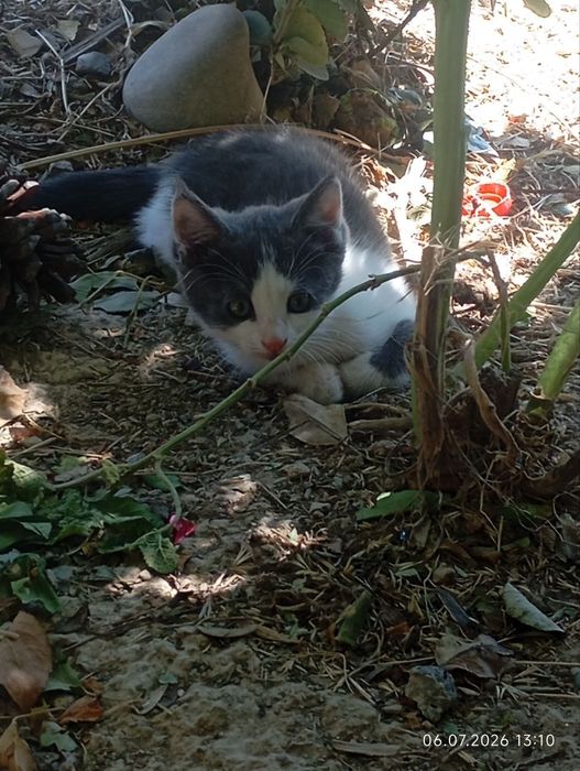 Котята мальчики  домашние пристраиваются в добрые руки
