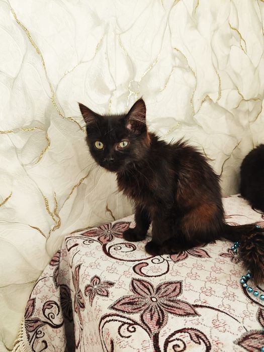 Отдам котят в добрые ручки!