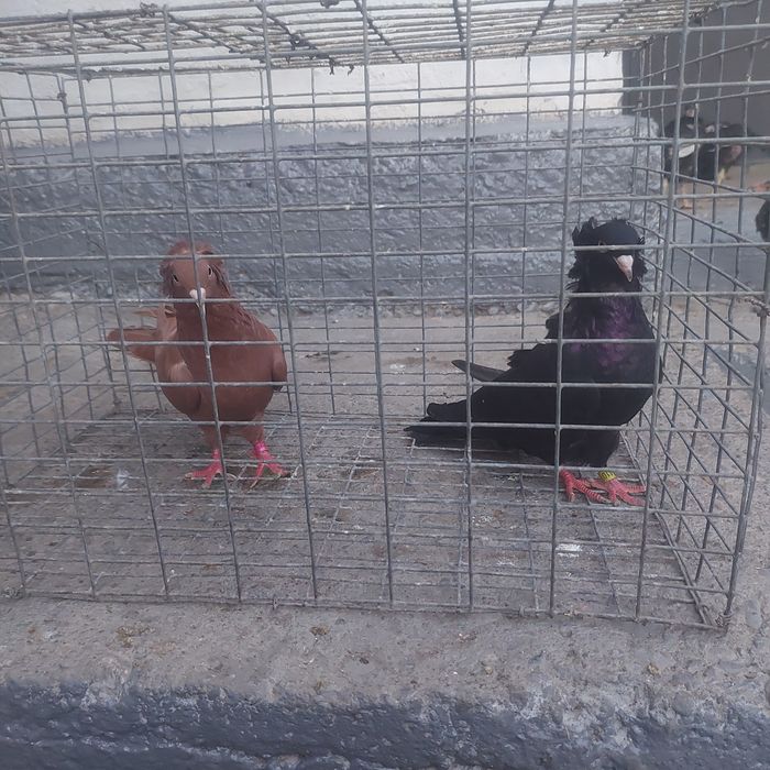 Траки красный  жук