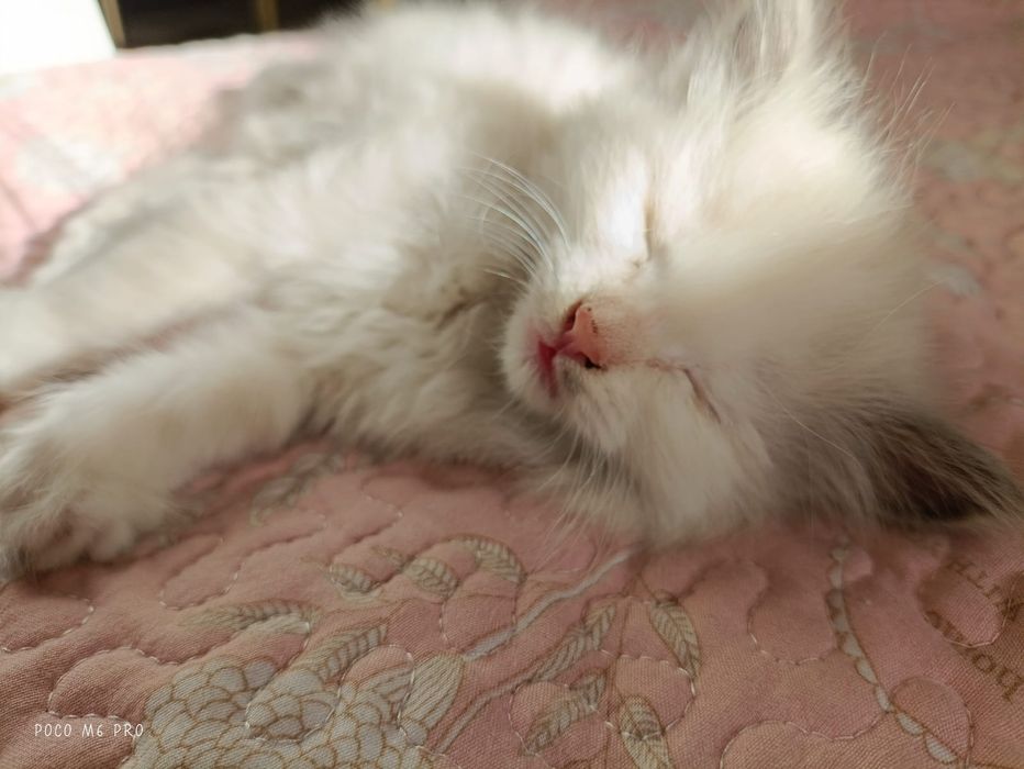 Отдам в добрые руки котят