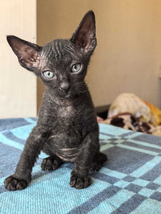 Котята сфинкс!!!