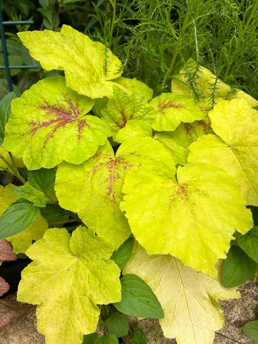 Хойхера - 5 вида