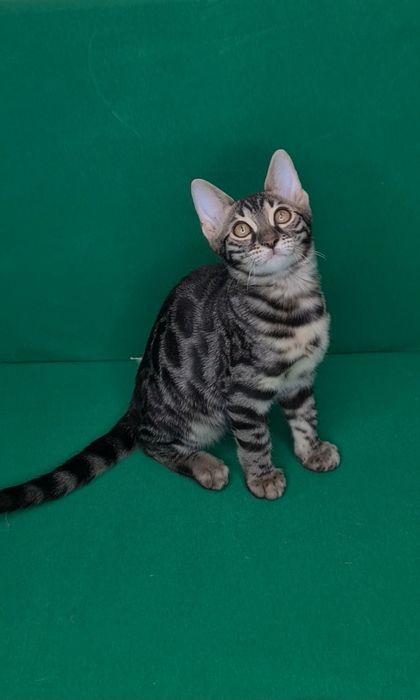 Бронь на Элитных бенгалов!