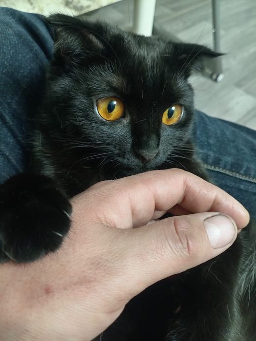 Отдам котенка в добрые руки!