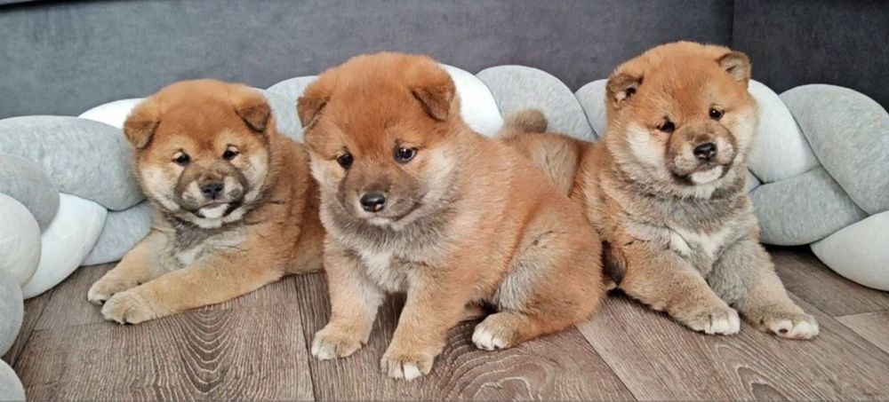 Малыши Сиба-Ину бронь