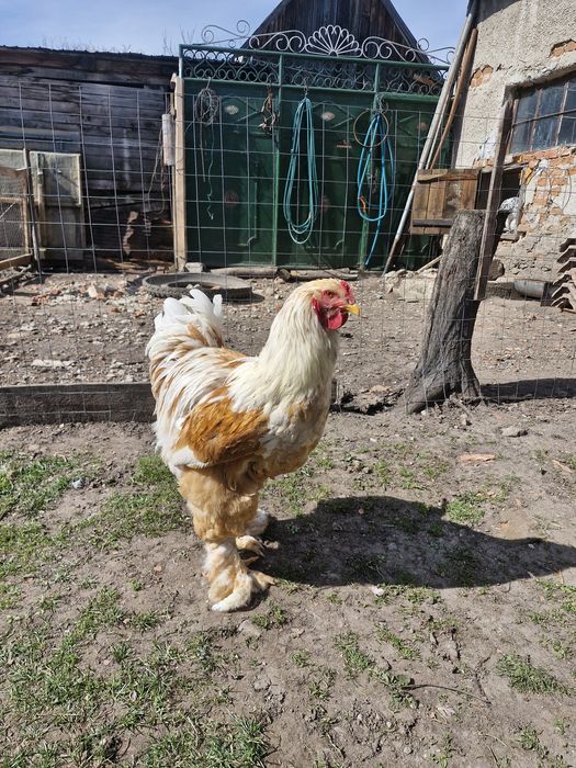 Găini Brahma Lemon