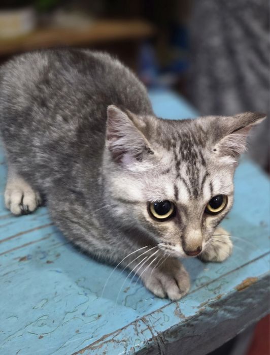 Отдам котят в хорошие руки