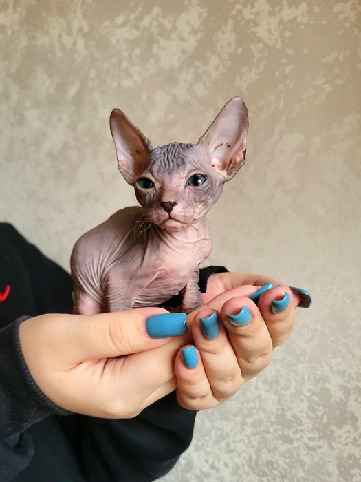 Мальчики Донские Сфинксы .
