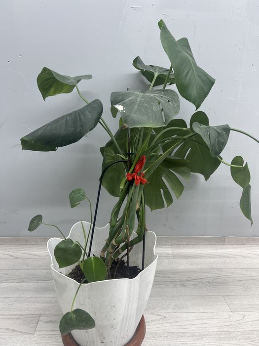 Гүлдер (Цветы)  гүлдер сатылады горшогімен