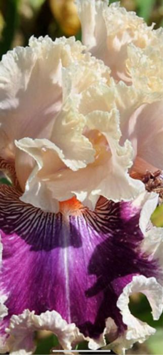 Bulbi de irisi 5 lei buc