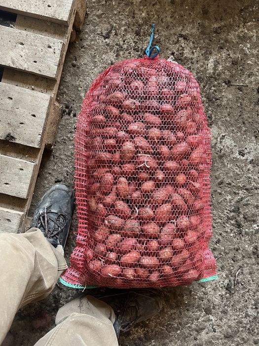 Cartofi samanta Esmee