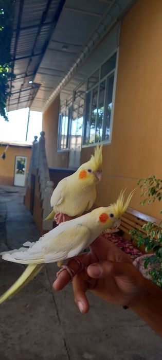 Ruchnoy quwla sotiladi 2 ta bor