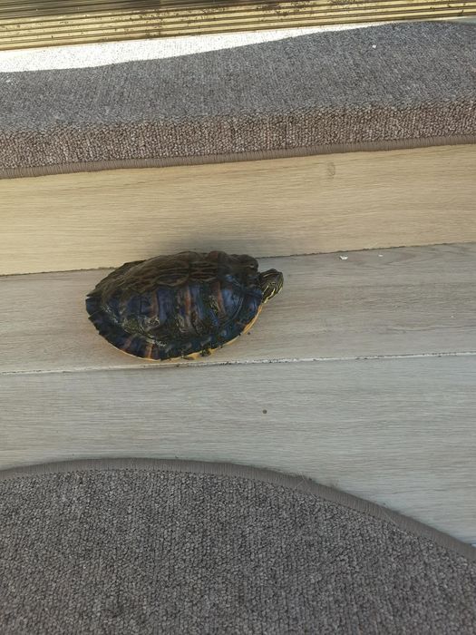 Broasca  țestoasă