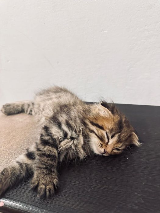 Котенок вислоухая