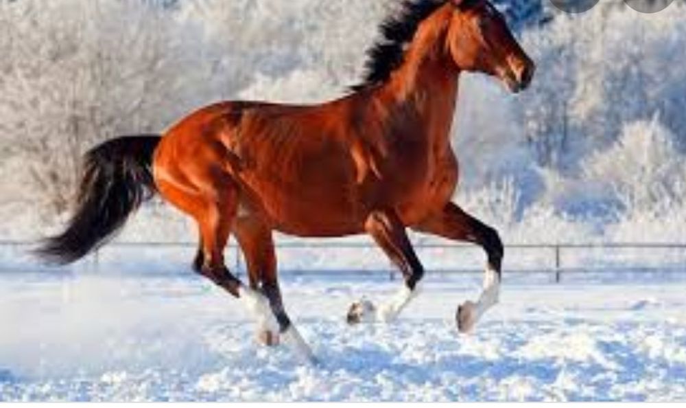 Продам лошадь в живую