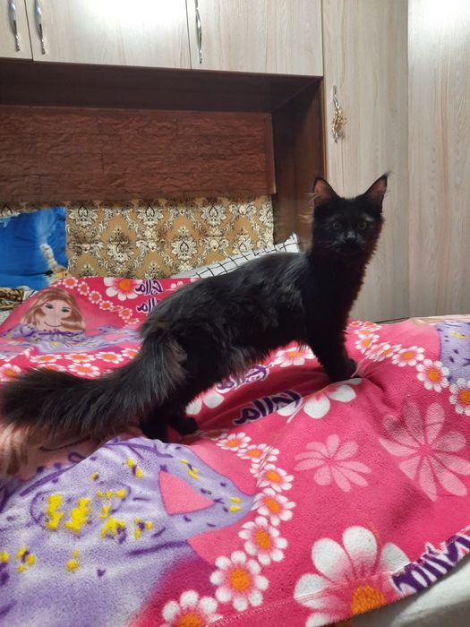 Продажа котят Мейн Кун