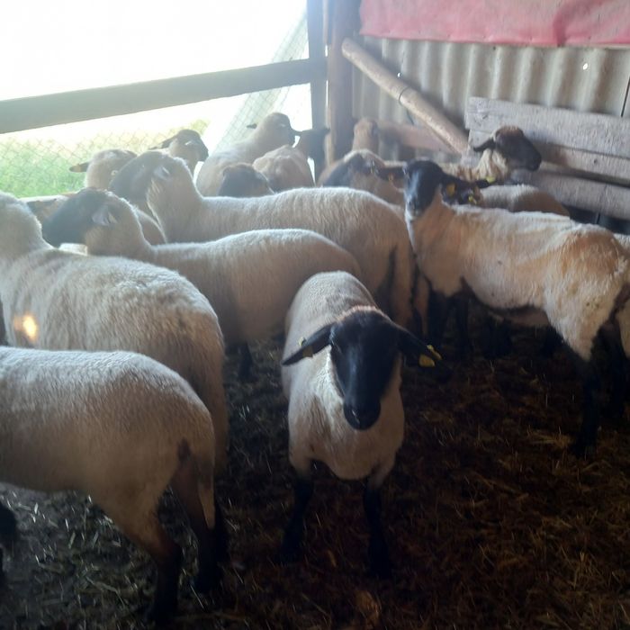 Oi sufolk si mégis tinere si gestante