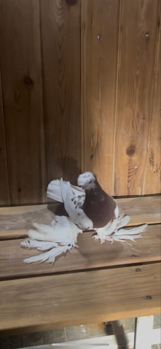 Голуби Капкан самец