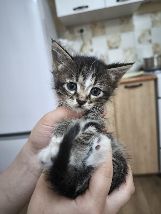 Котёнок (бесплатно)