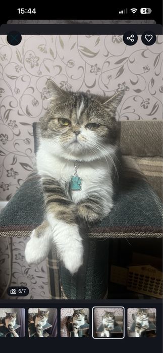 Котята породистые