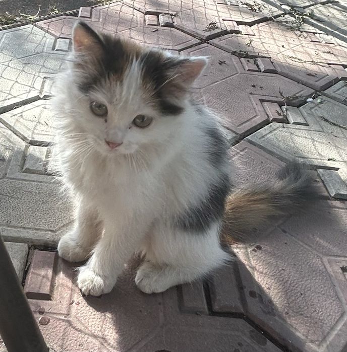 Отдам бесплатно котят