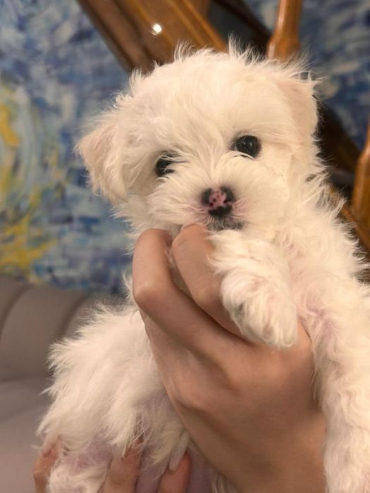 Продаем милых  щенкоа Мальтипу