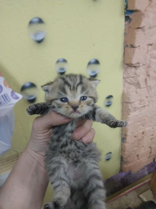 Продам котят порода британец