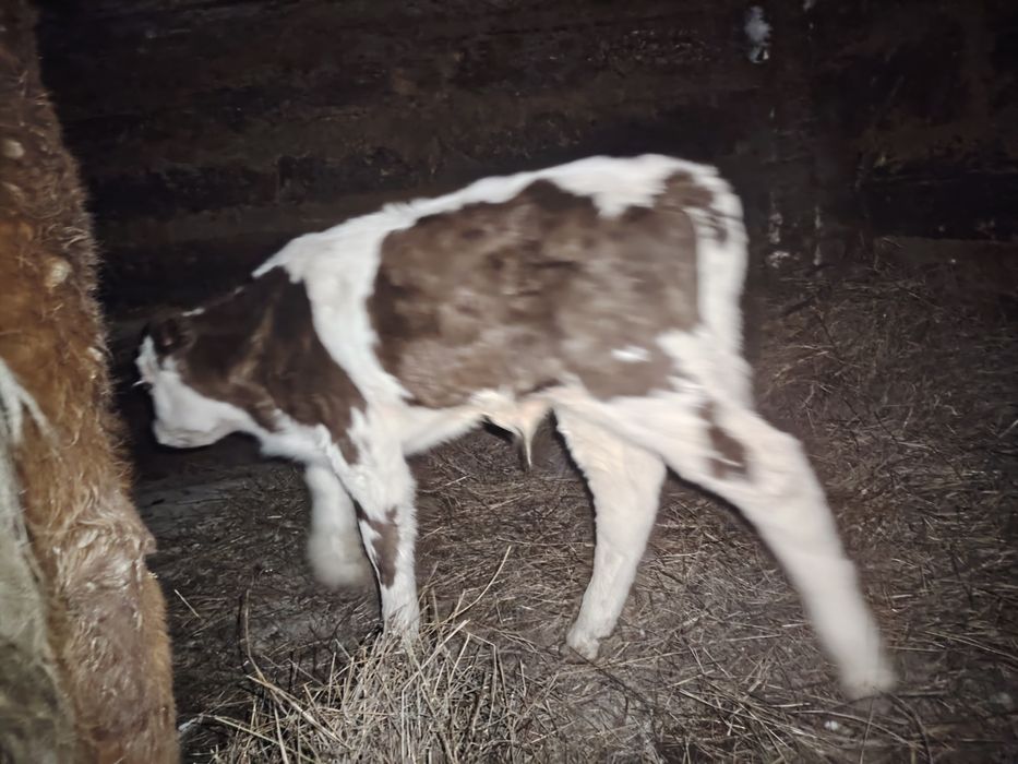 Продам  2х  телят.