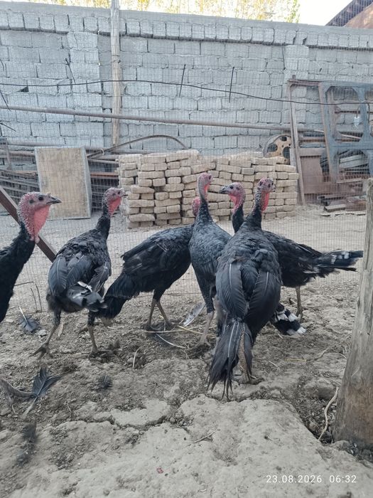 Куркалар сотилади 6 та.