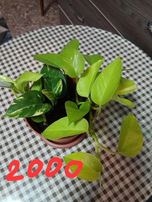 Продам домашние цветы