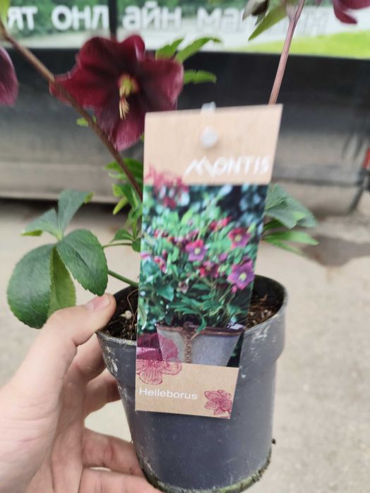 Кукуряк (Helleborus)