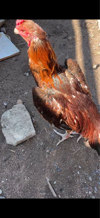 о шамо дакан октябрский