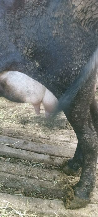 Алатау бузаулы сиырлар
