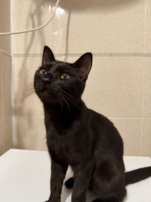 Отдам котика в хорошие руки